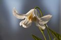 Clematis integrifolia Alba-5 Powojnik